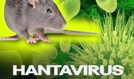 hanata-virus-new-virus-in-china-hantavirus
